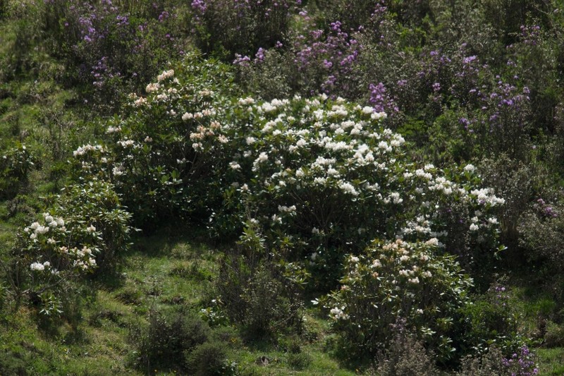 Rhododendron przewalskii photo 8