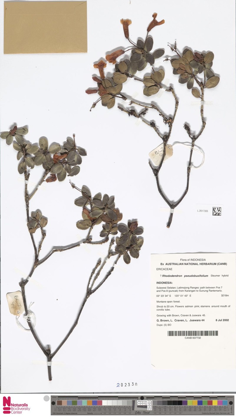 Rhododendron pseudobuxifolium