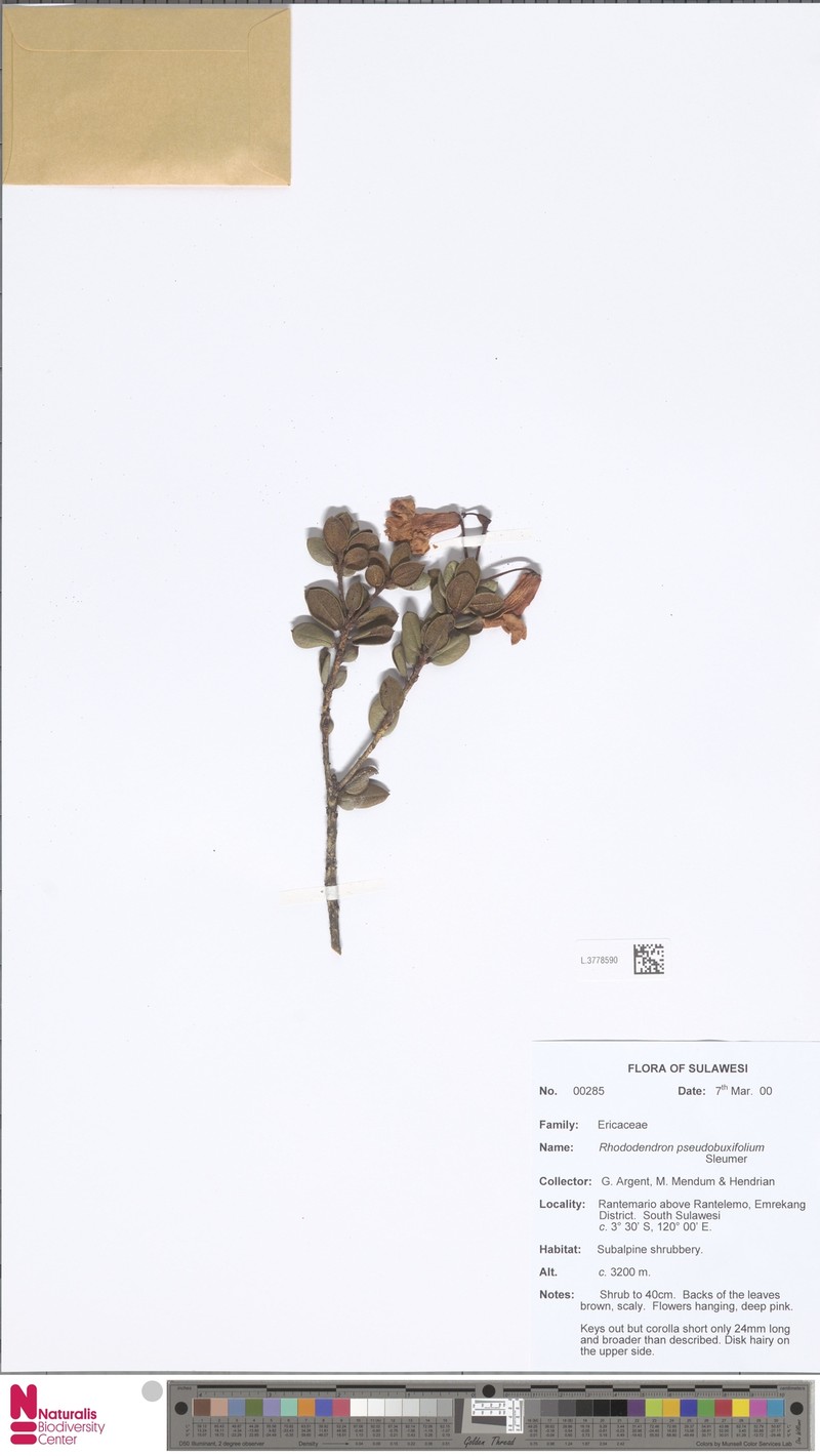Rhododendron pseudobuxifolium photo 2