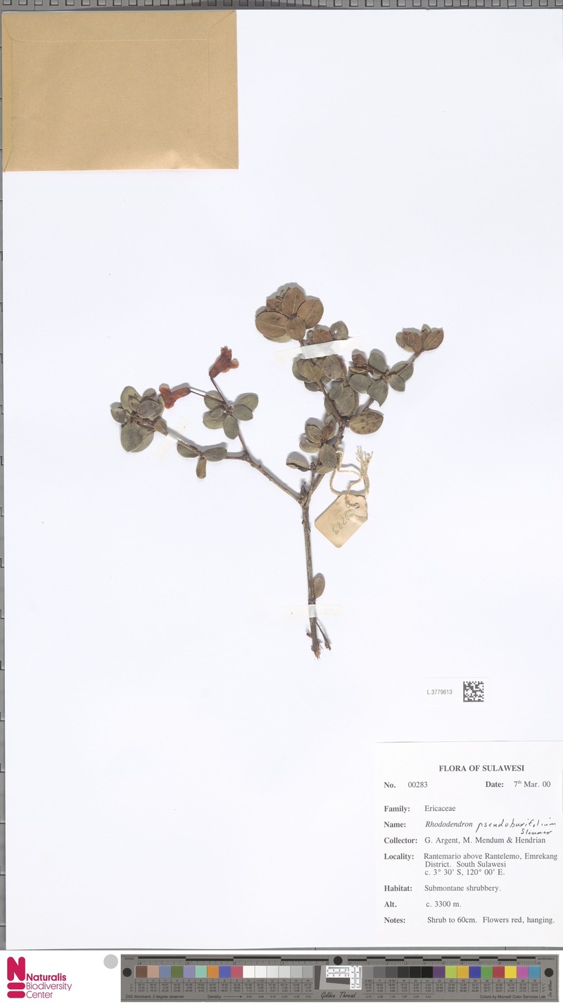 Rhododendron pseudobuxifolium photo 3