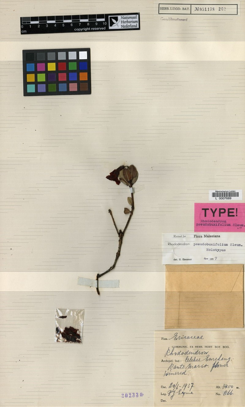 Rhododendron pseudobuxifolium photo 4