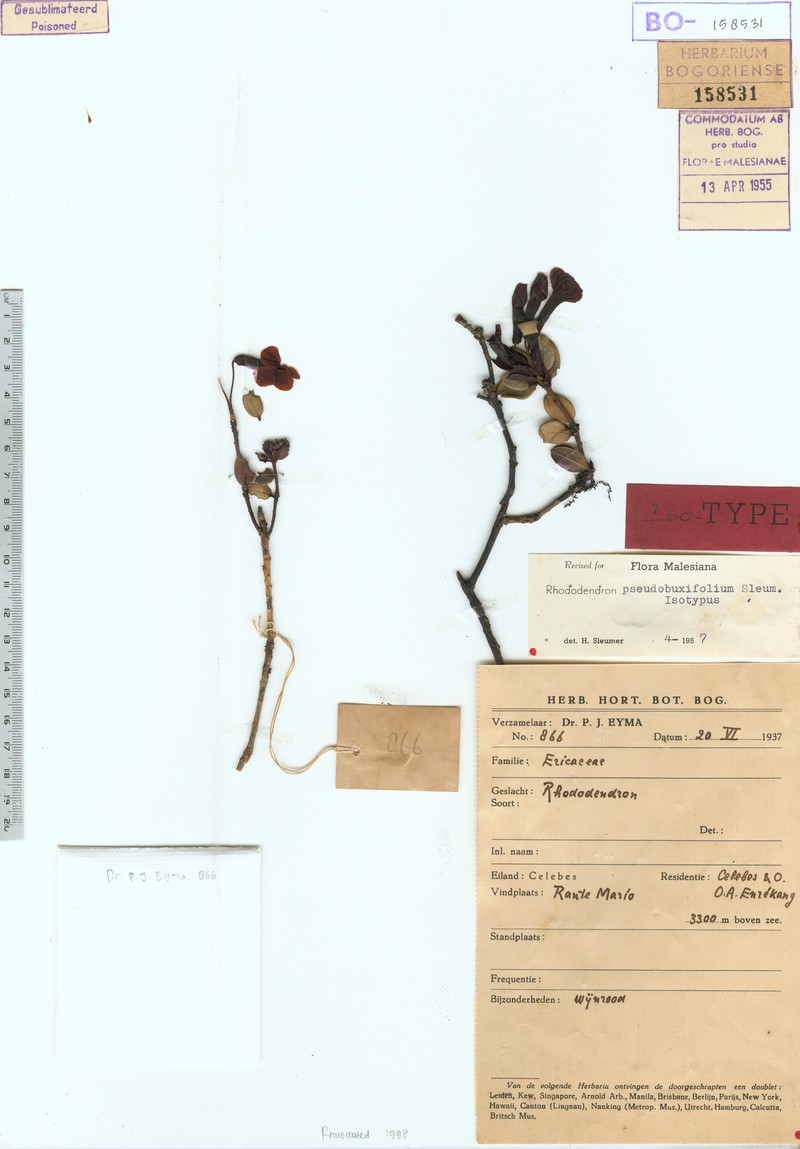 Rhododendron pseudobuxifolium photo 5