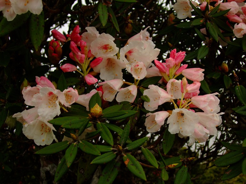 Rhododendron pseudochrysanthum