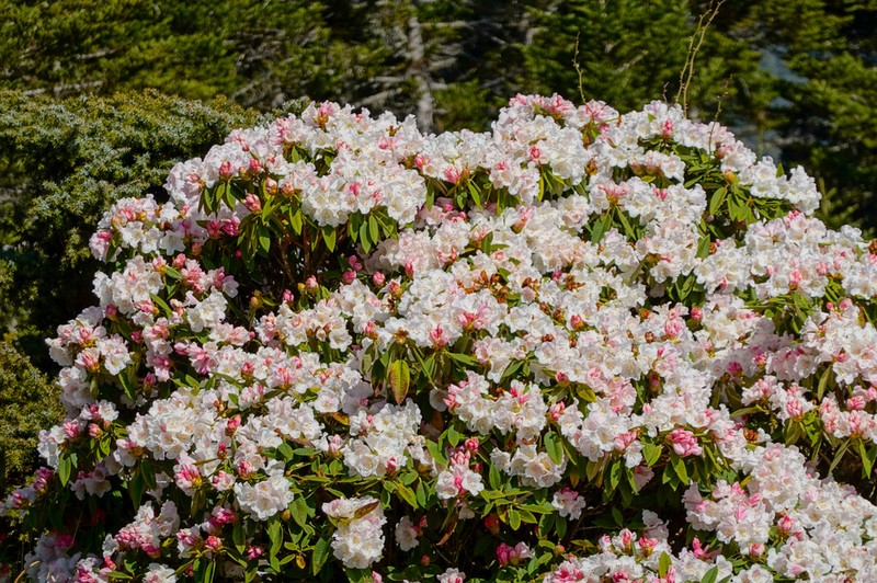 Rhododendron pseudochrysanthum photo 2