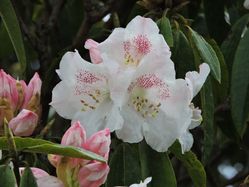 Rhododendron pseudochrysanthum photo 3