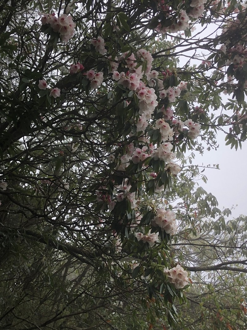 Rhododendron pseudochrysanthum photo 4