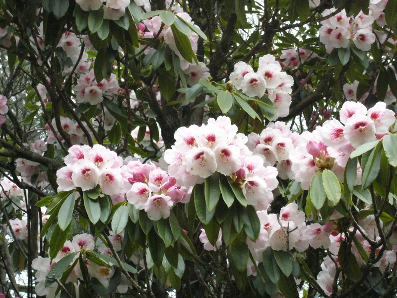 Rhododendron pseudochrysanthum photo 5