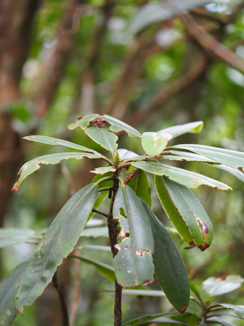 Rhododendron pseudochrysanthum photo 6