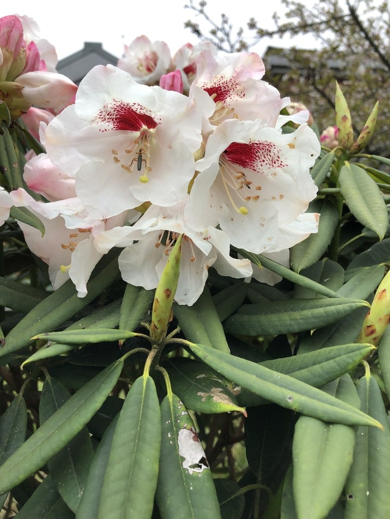 Rhododendron pseudochrysanthum photo 7