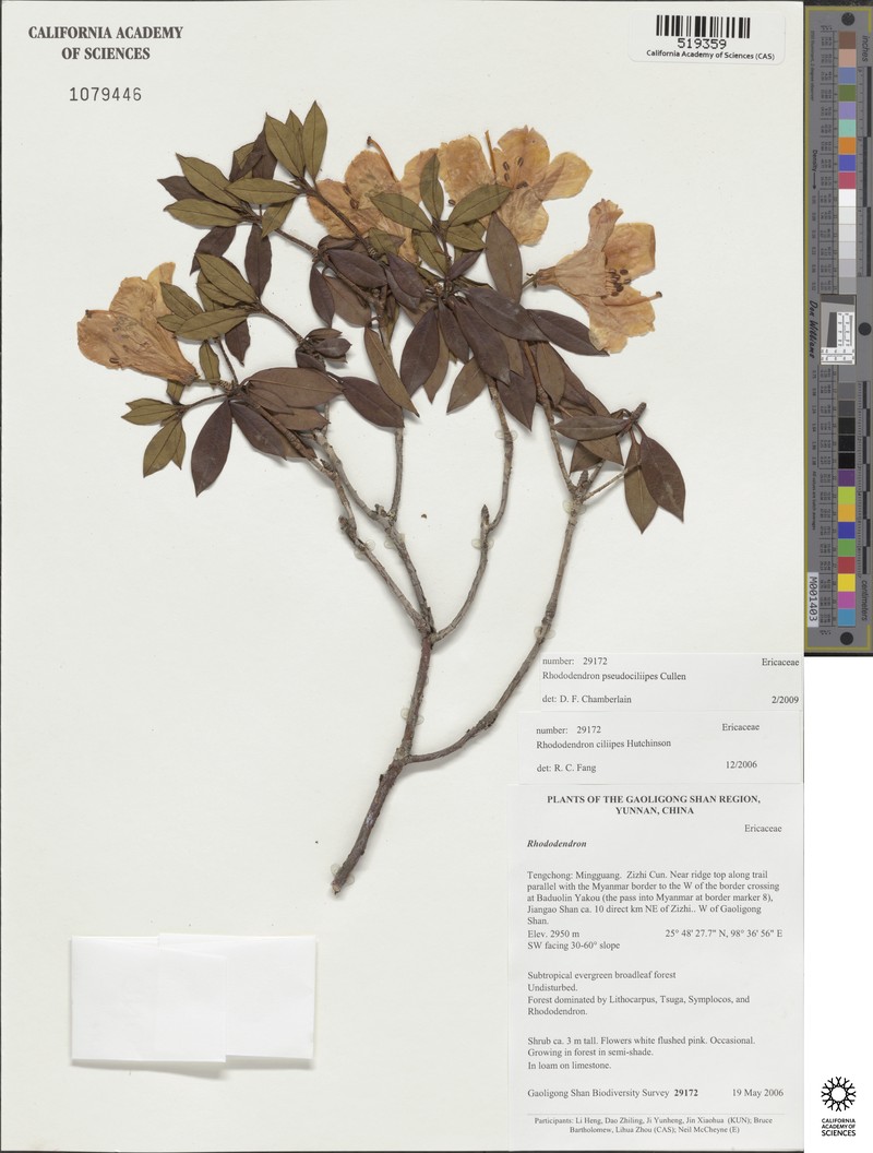 Rhododendron pseudociliipes