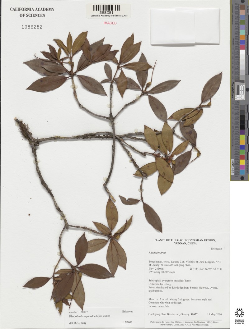 Rhododendron pseudociliipes photo 2
