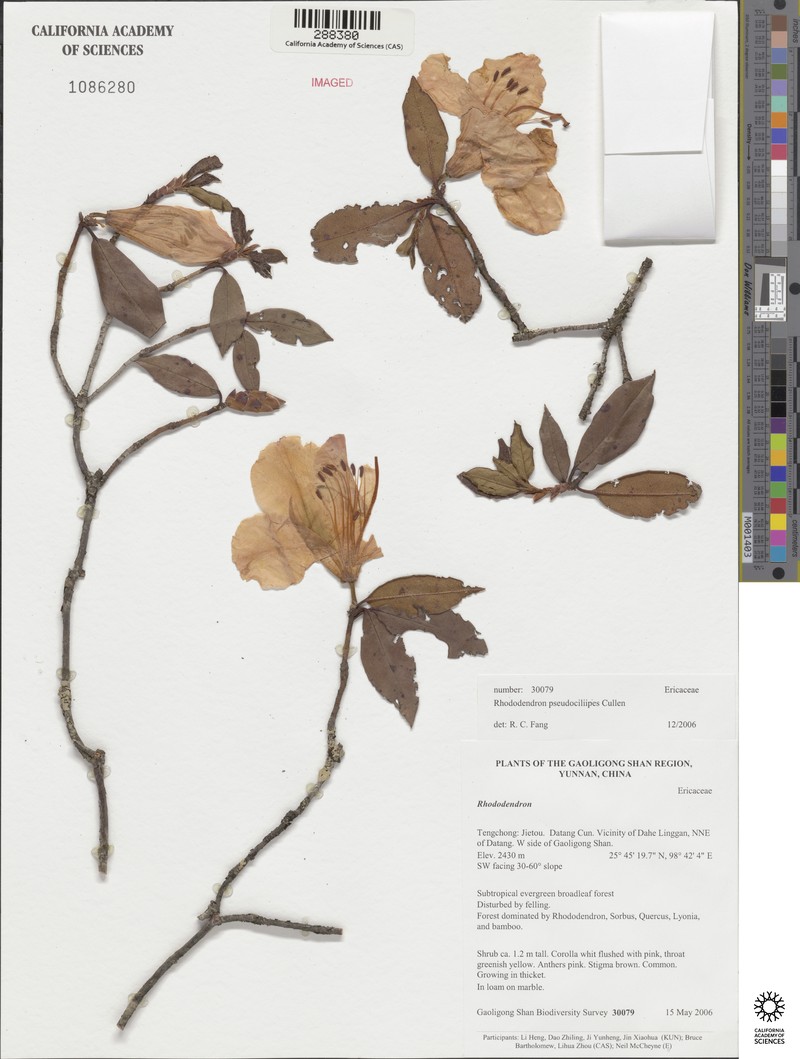 Rhododendron pseudociliipes photo 3