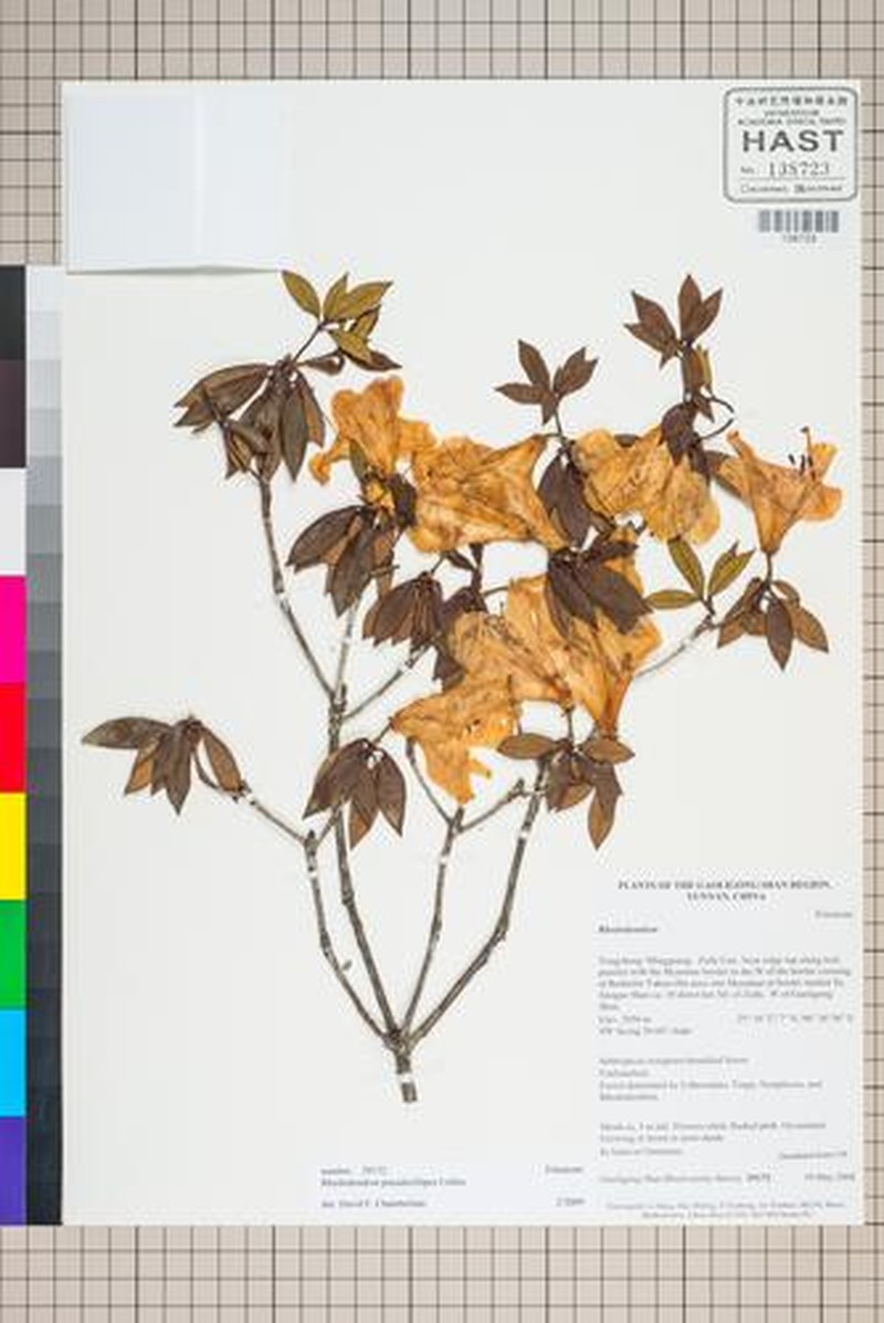 Rhododendron pseudociliipes photo 5