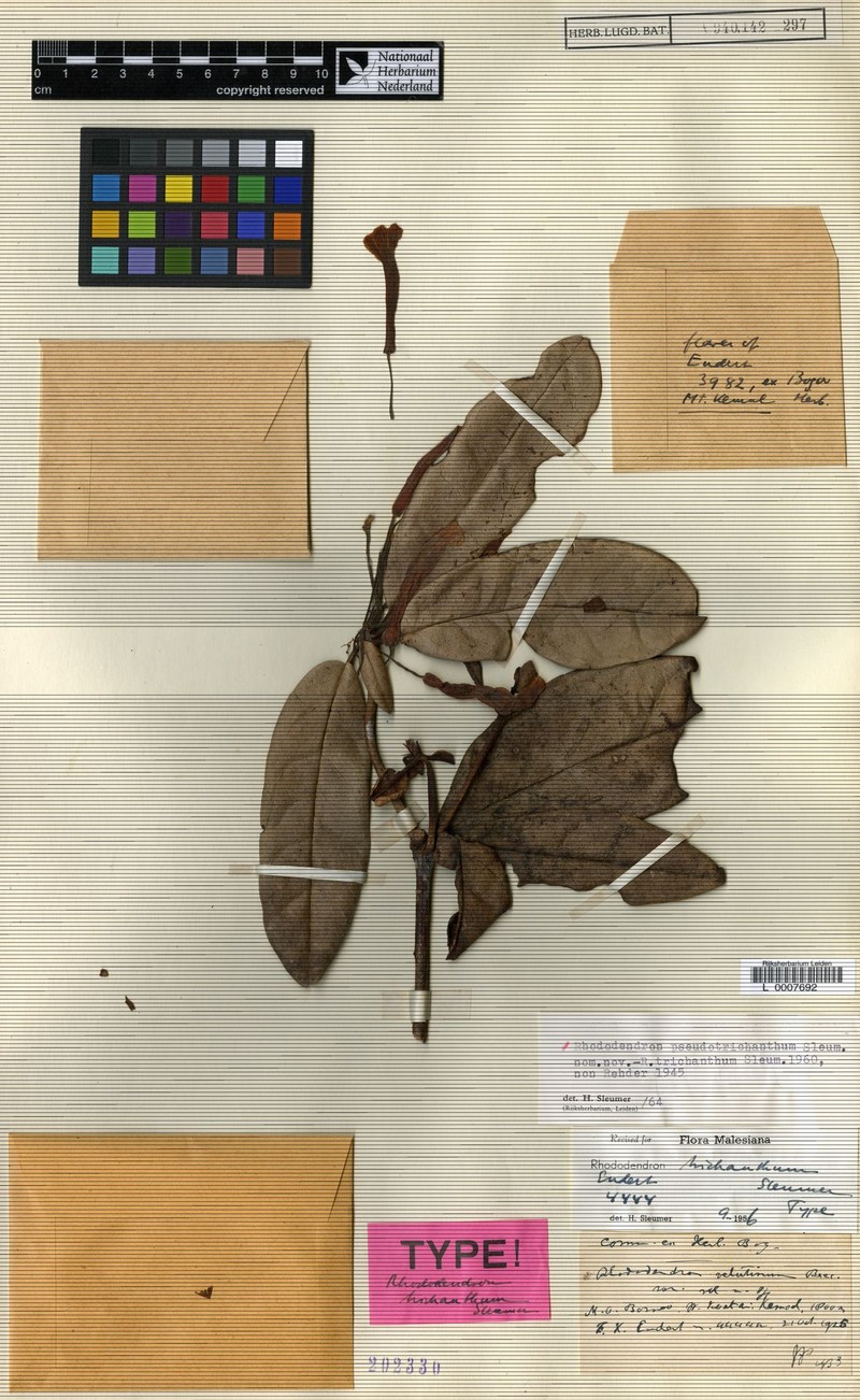 Rhododendron pseudotrichanthum