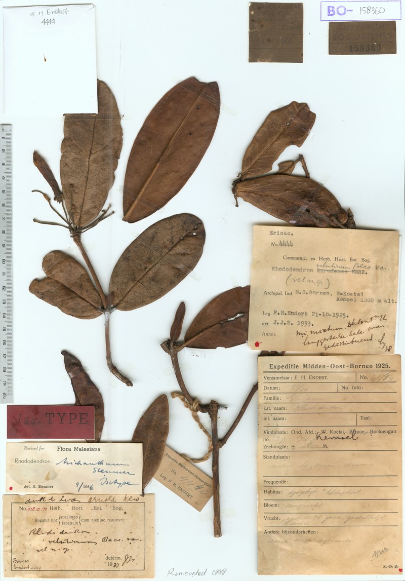 Rhododendron pseudotrichanthum photo 2