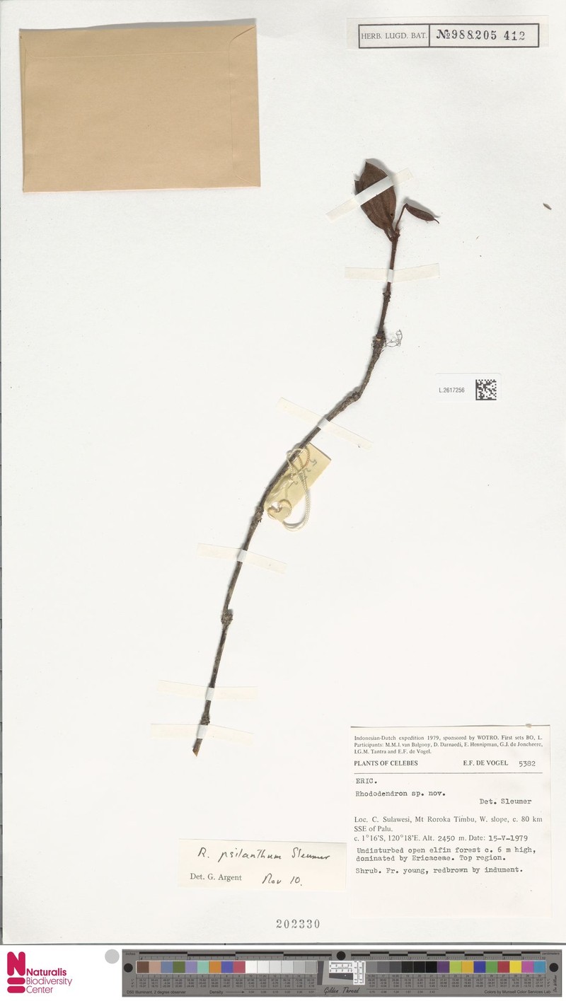 Rhododendron psilanthum photo 2