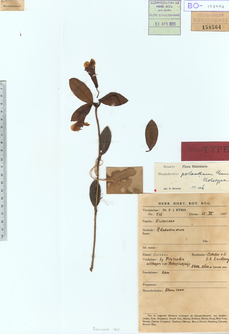 Rhododendron psilanthum photo 3