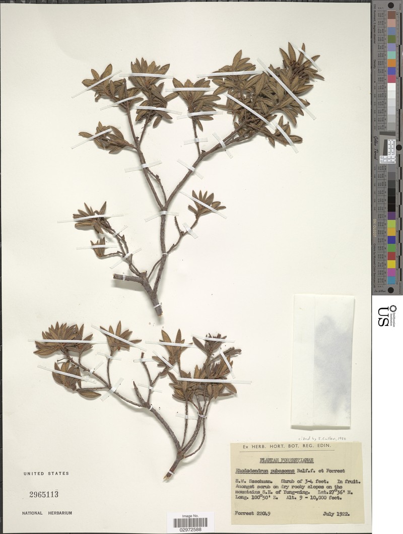 Rhododendron pubescens