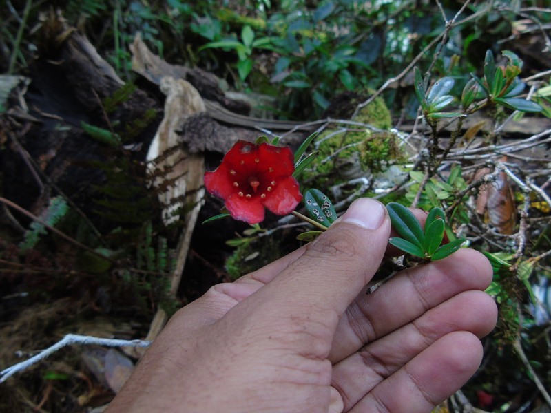 Rhododendron pubigermen photo 2