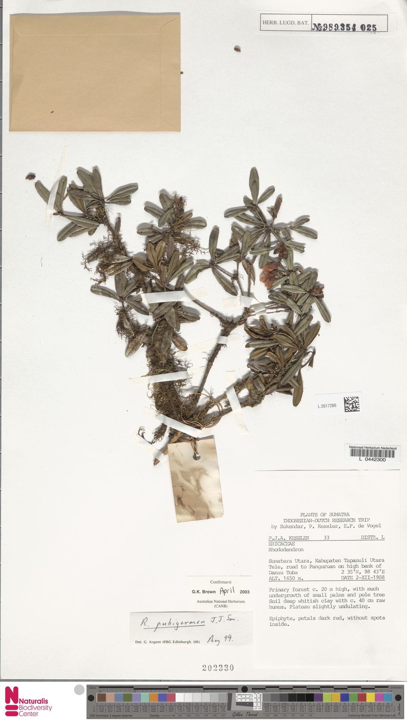 Rhododendron pubigermen photo 4