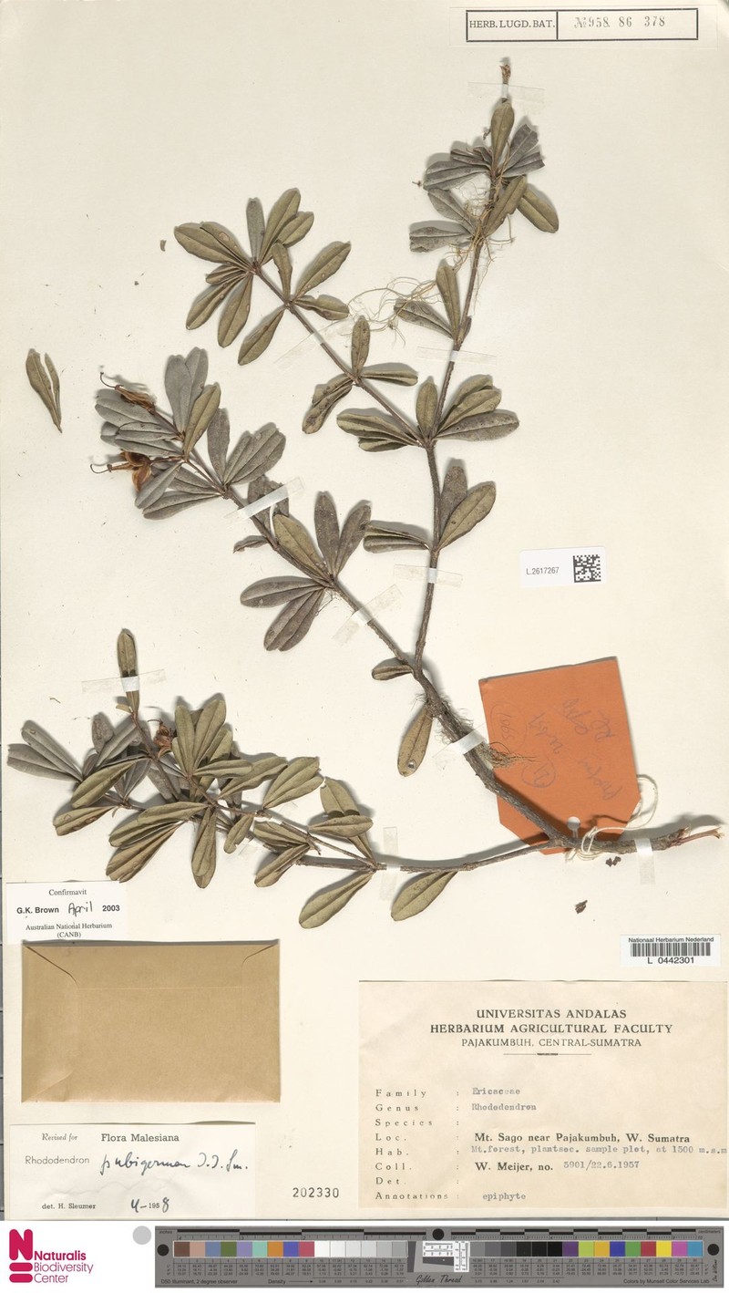 Rhododendron pubigermen photo 5