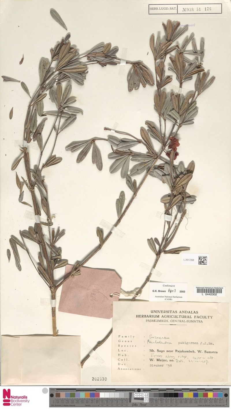 Rhododendron pubigermen photo 6