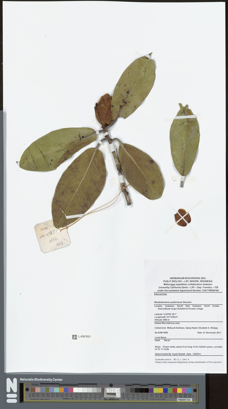 Rhododendron pudorinum