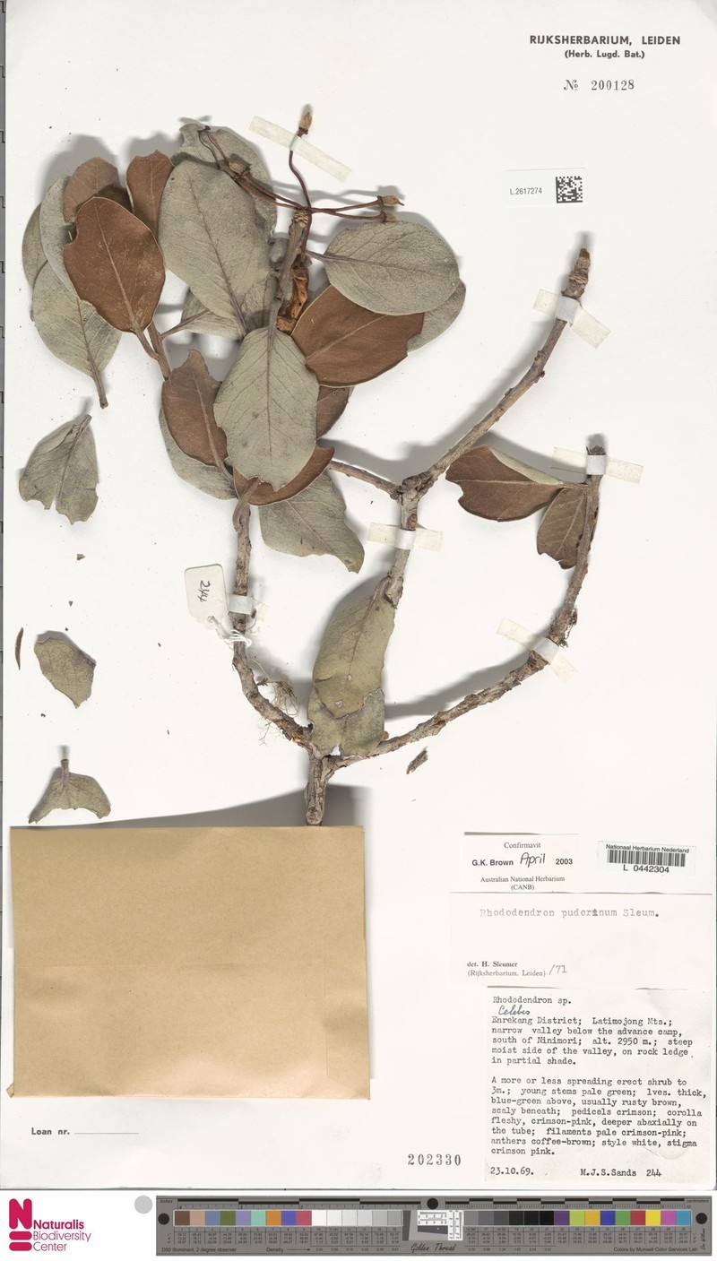 Rhododendron pudorinum photo 2