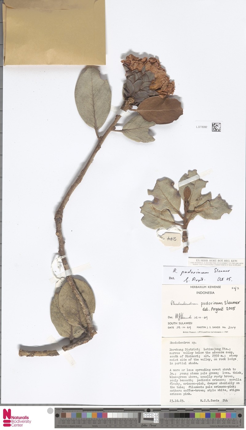 Rhododendron pudorinum photo 3