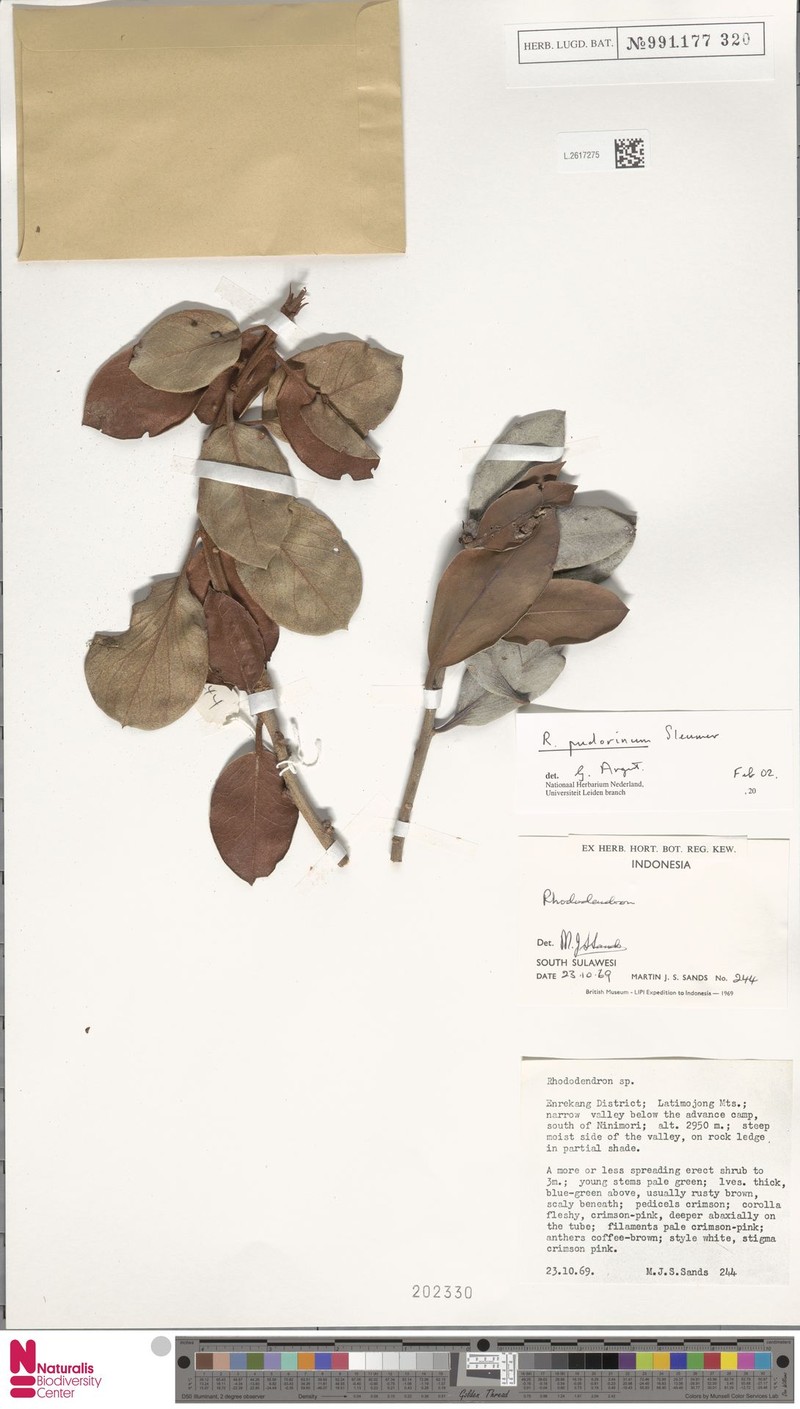Rhododendron pudorinum photo 4
