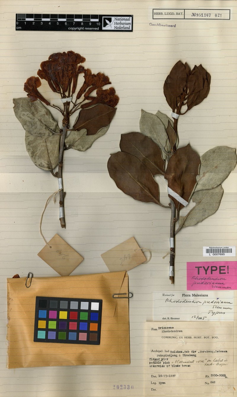 Rhododendron pudorinum photo 5