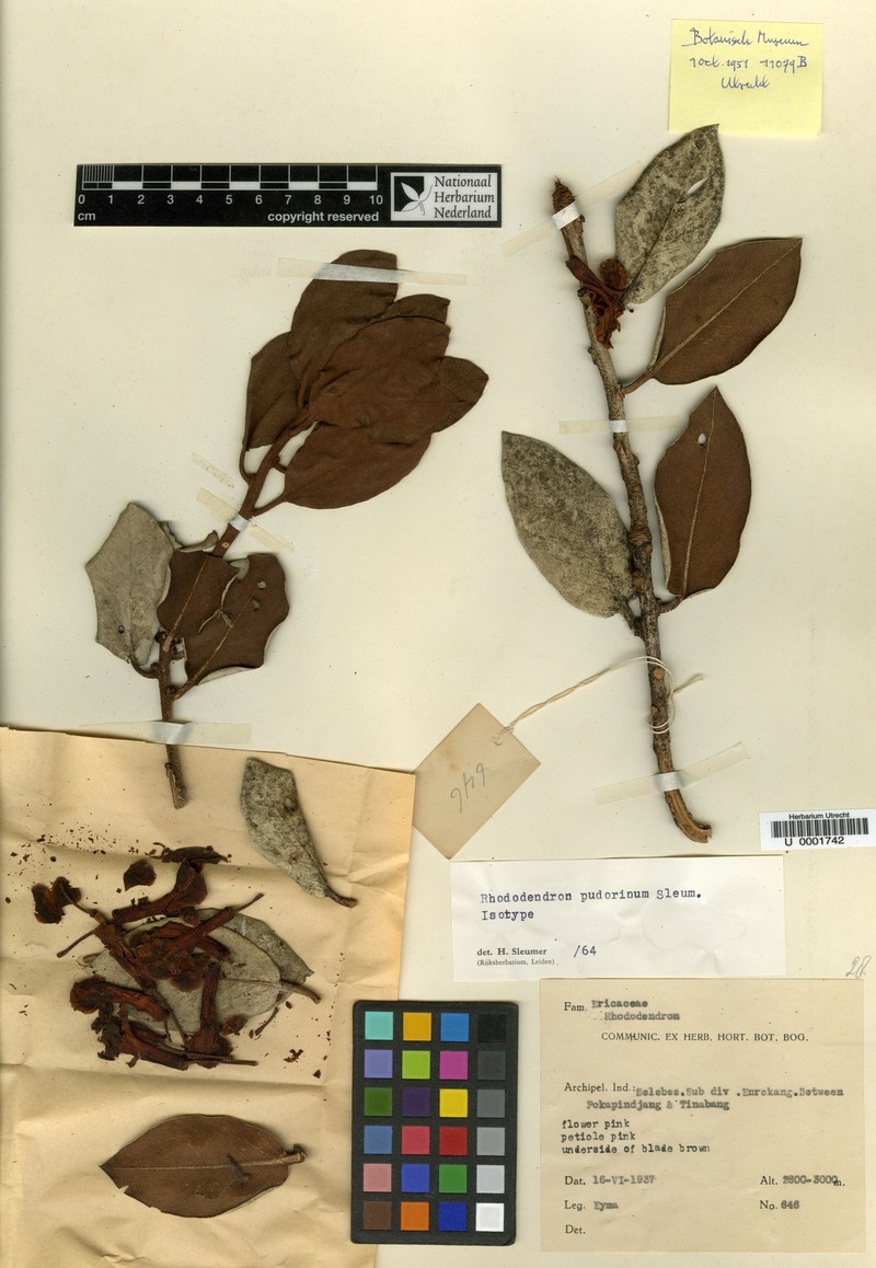 Rhododendron pudorinum photo 6