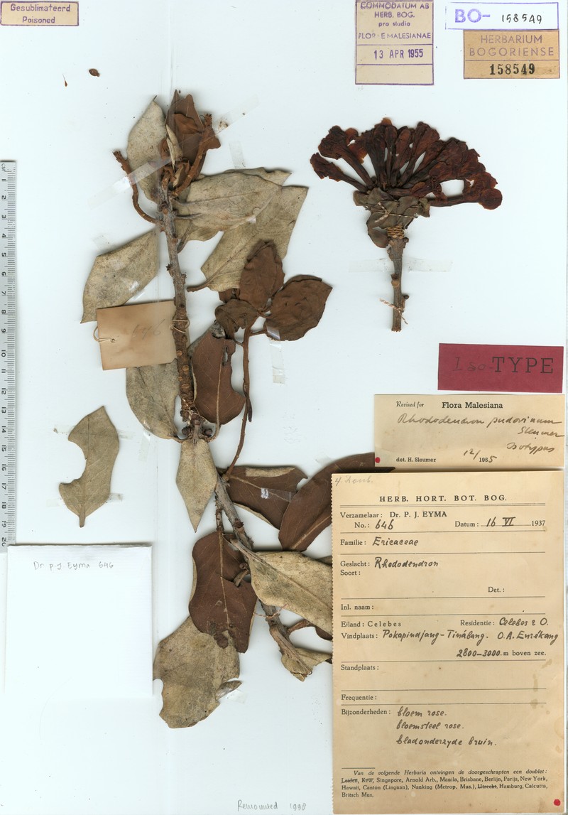 Rhododendron pudorinum photo 7
