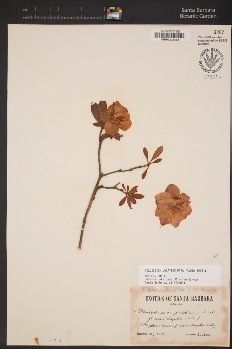 Rhododendron pudorinum photo 8