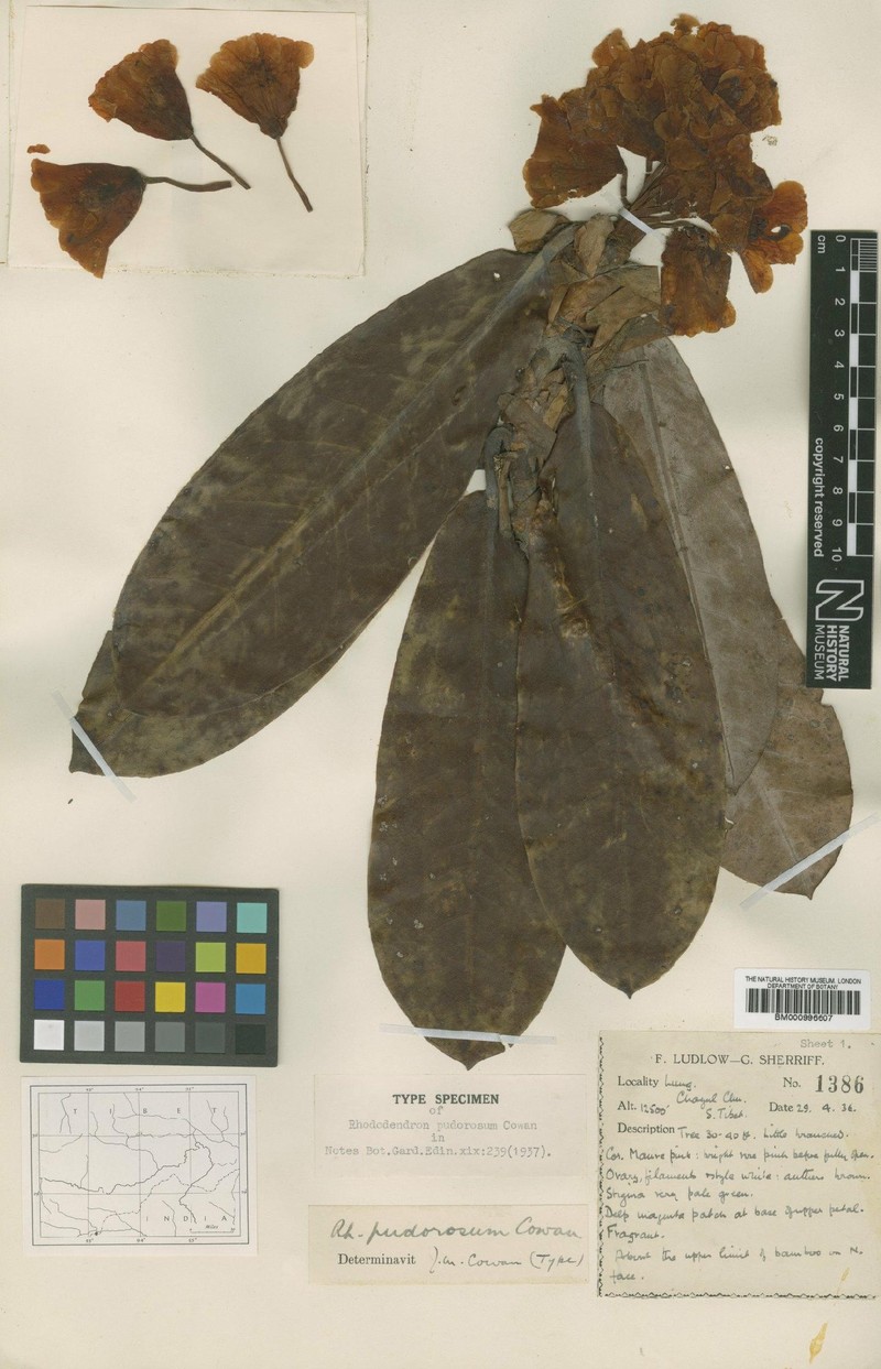 Rhododendron pudorosum