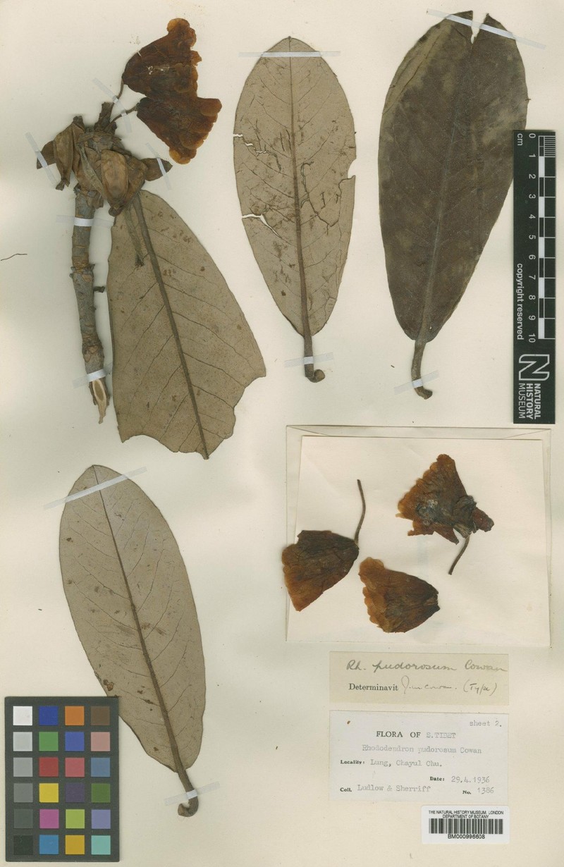 Rhododendron pudorosum photo 2