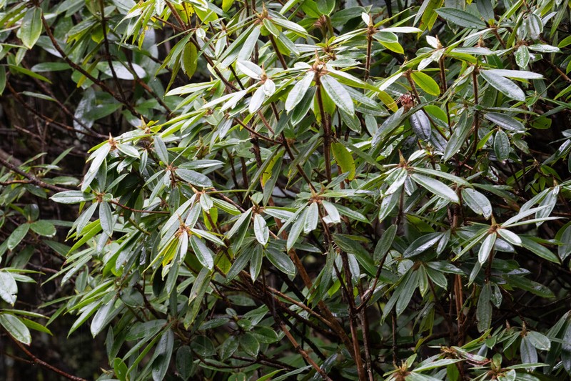 Rhododendron pugeense