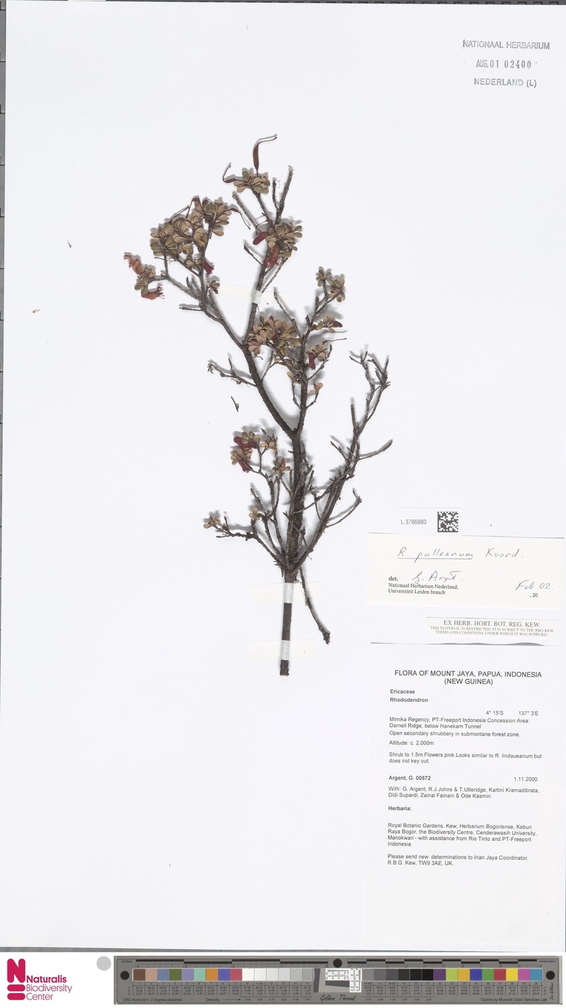 Rhododendron pulleanum