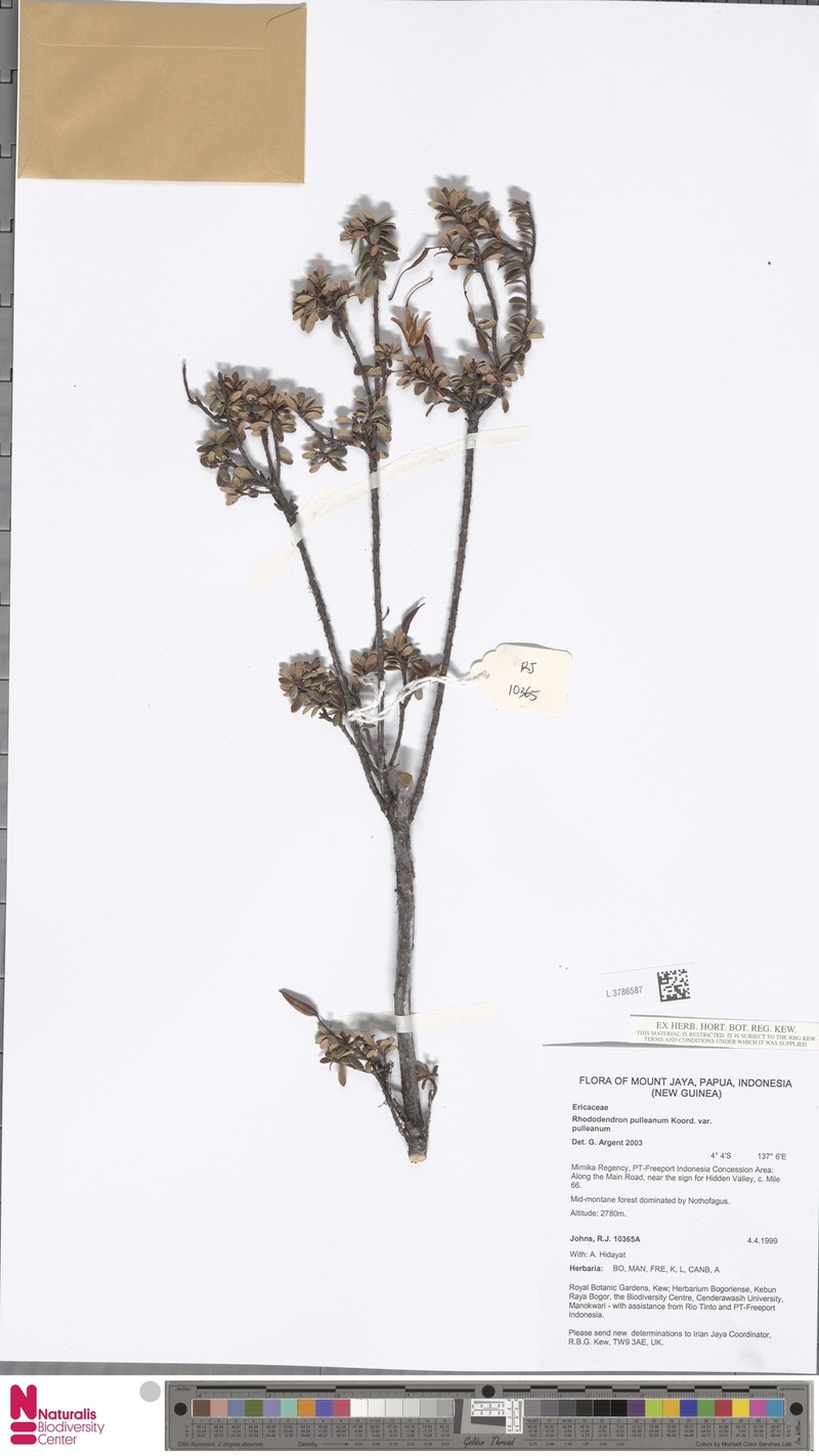 Rhododendron pulleanum photo 2