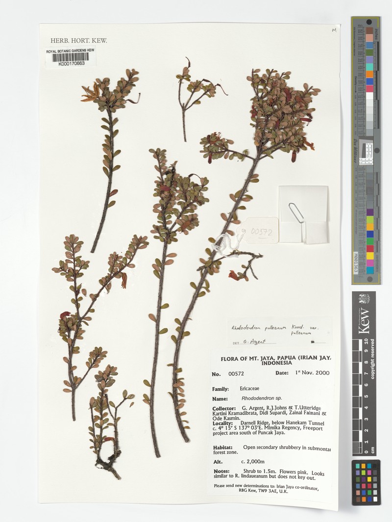 Rhododendron pulleanum photo 3