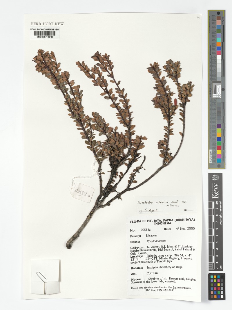 Rhododendron pulleanum photo 4