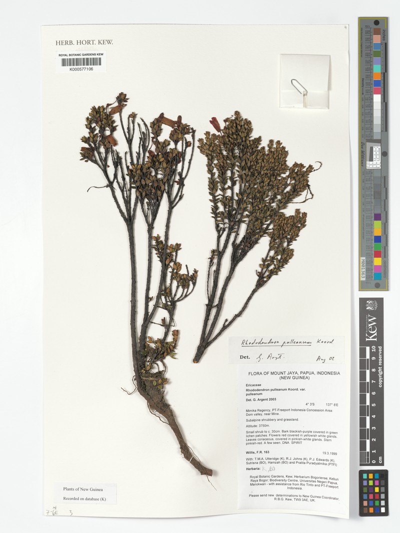Rhododendron pulleanum photo 5