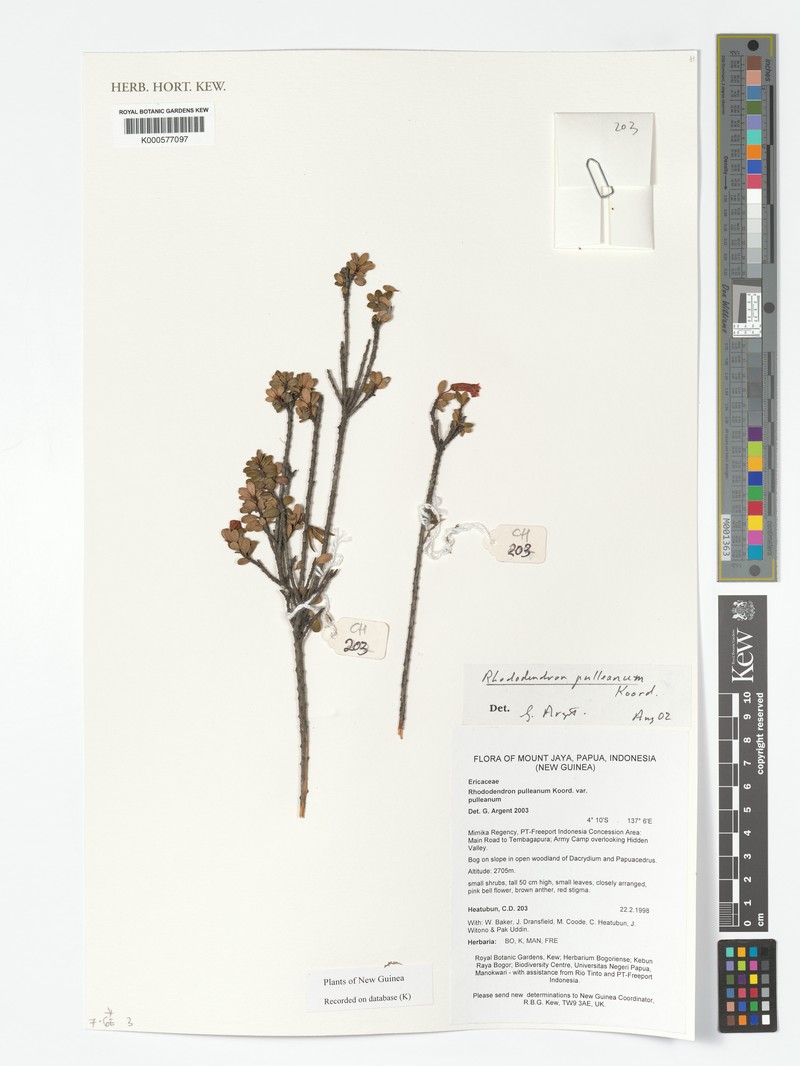 Rhododendron pulleanum photo 8