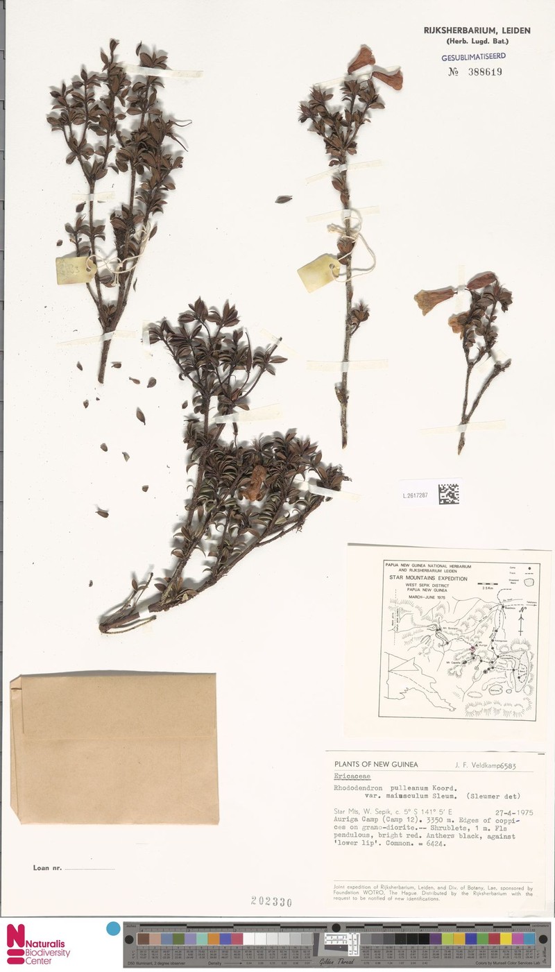 Rhododendron pulleanum var. maiusculum