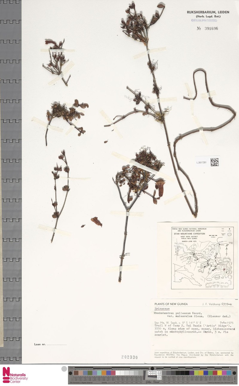 Rhododendron pulleanum var. maiusculum photo 2