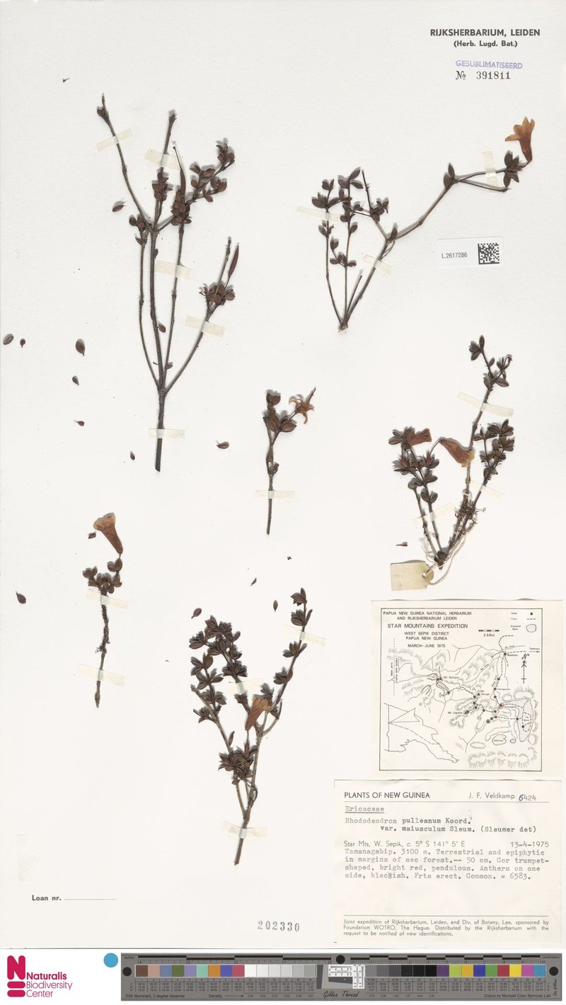 Rhododendron pulleanum var. maiusculum photo 3