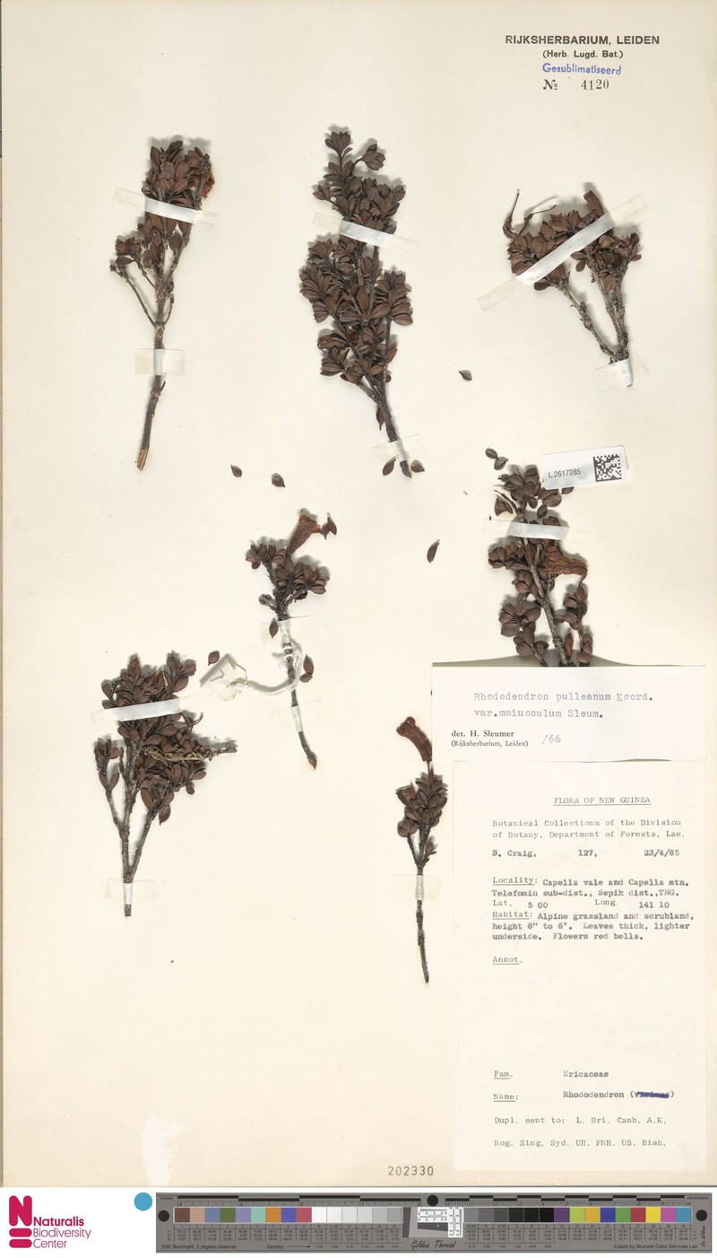 Rhododendron pulleanum var. maiusculum photo 4