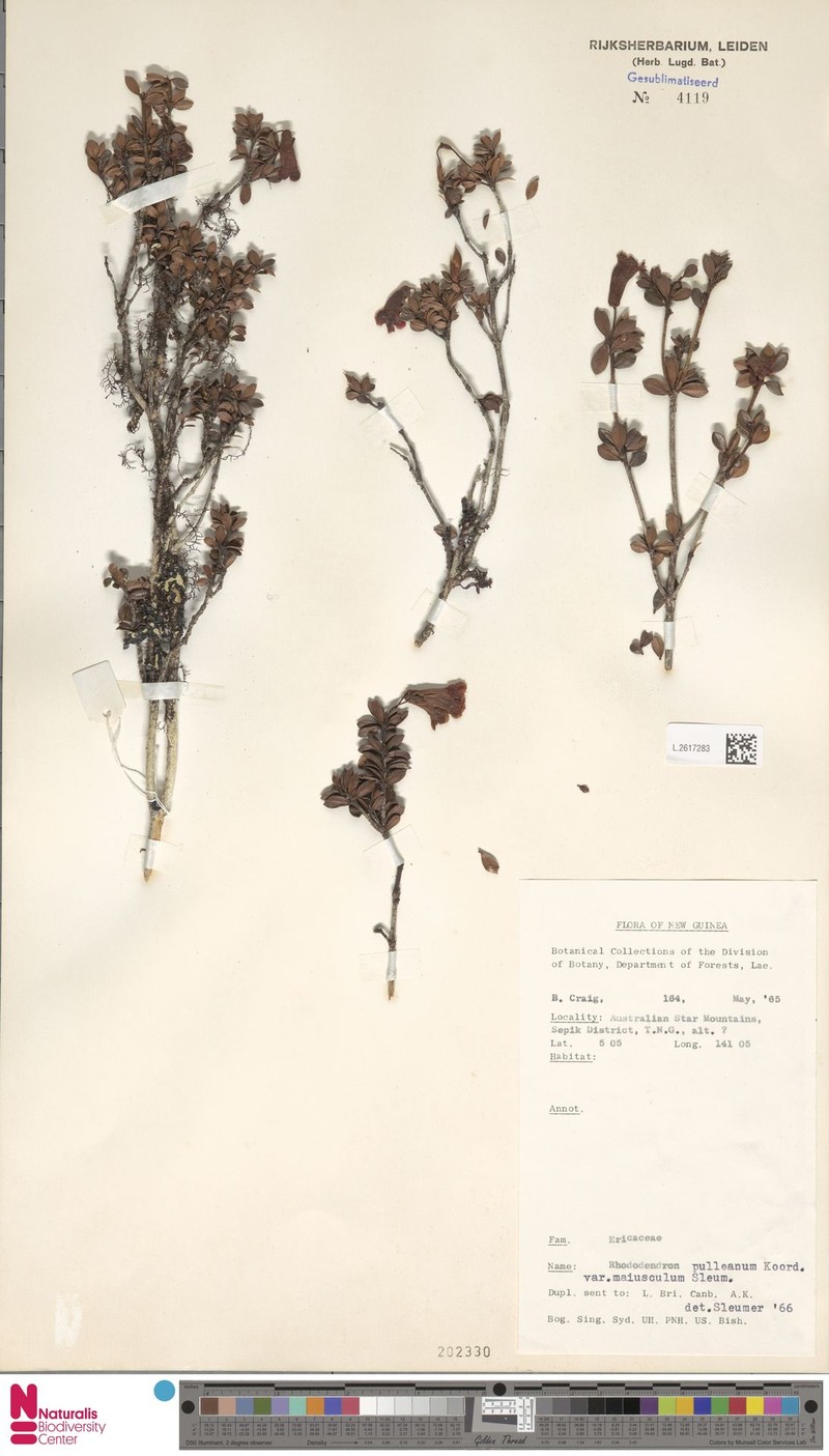 Rhododendron pulleanum var. maiusculum photo 6