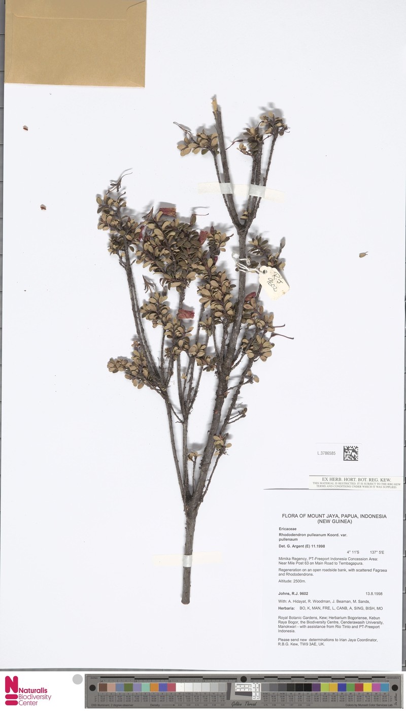 Rhododendron pulleanum var. pulleanum photo 3