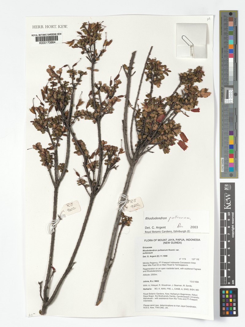 Rhododendron pulleanum var. pulleanum photo 8
